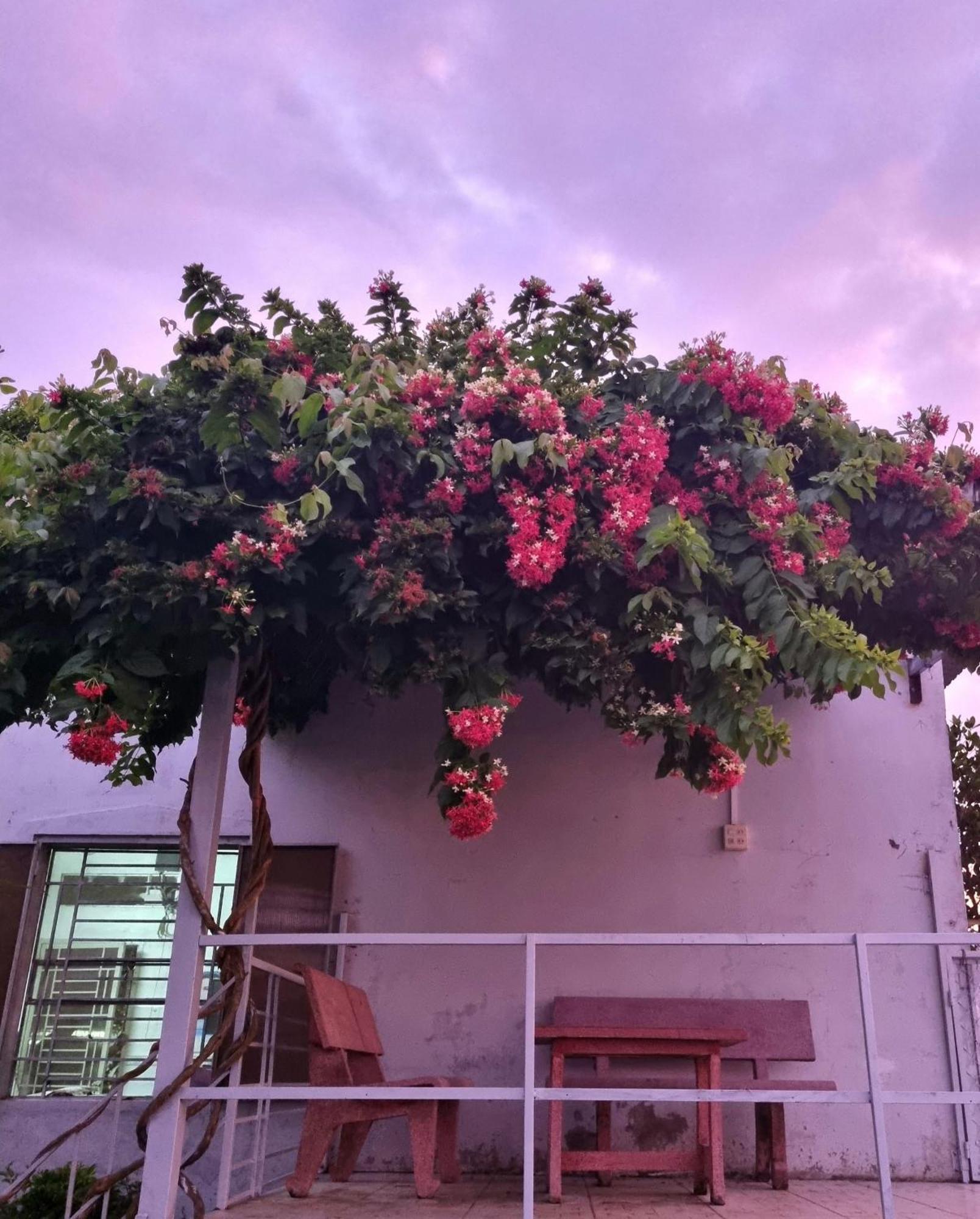 Tran Phu Riverside House كان ثو المظهر الخارجي الصورة